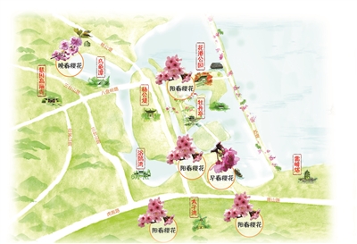 西湖边花港景区详细赏樱地图