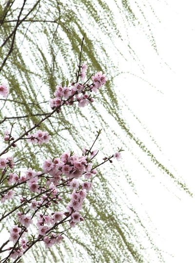 阳春三月，白堤已是“桃红柳绿”。