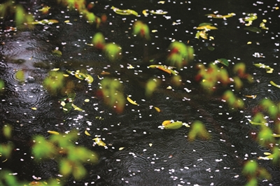 昨天，一场雨使太子湾公园的樱花落了不少。 快拍小友 阿乐头 摄（来自快拍快拍App #快拍天气）