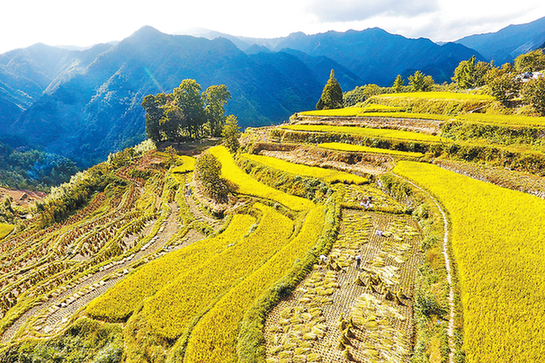 杭州正式入秋 美丽山村呈现金色画卷