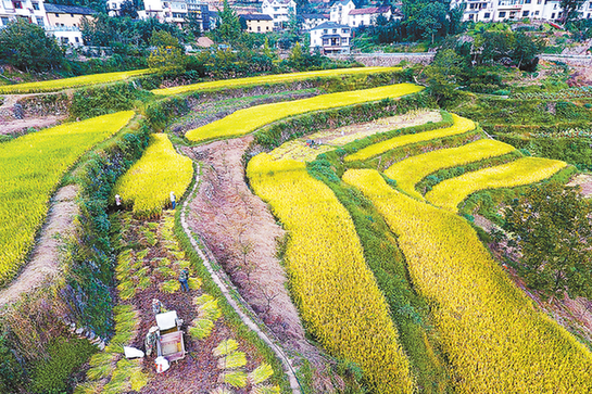 杭州正式入秋 美丽山村呈现金色画卷
