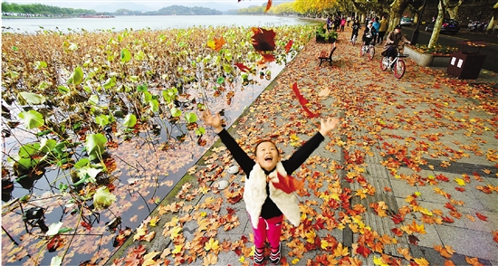 11月18日，受北方冷空气影响，杭城气温骤降。西湖景区飘零的落叶，成了一道美丽风景。