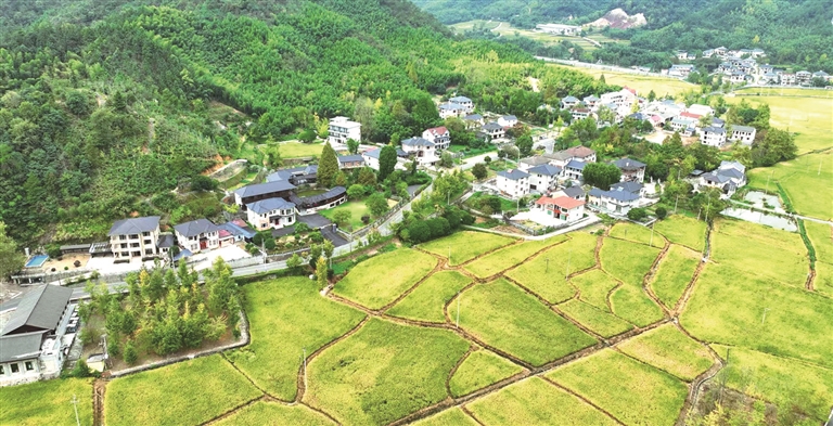 银杏之乡万市正处于“青黄相接”期。陈柳青 摄