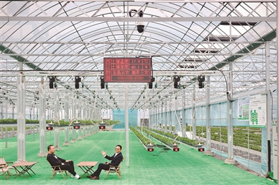 吴凯烊和罗贤飞在“空中草莓园”