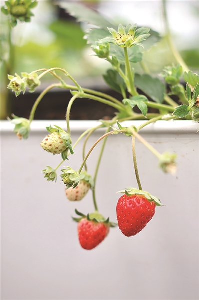 数字大棚里的草莓已经结果