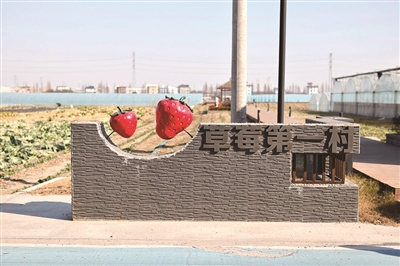 新江村被称为钱塘“草莓第一村”