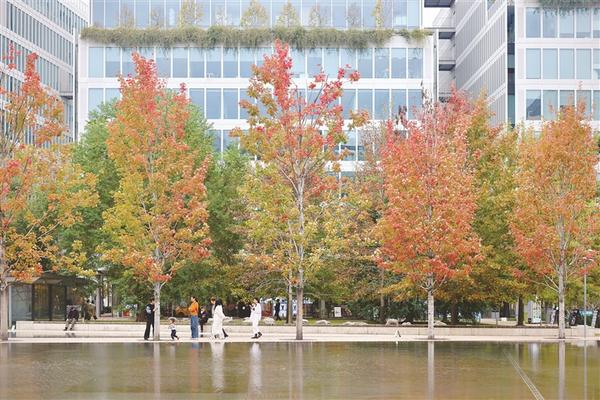 天目里枫叶开始红了 记者 江玥摄