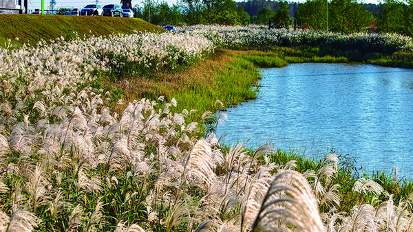 北湖草荡。记者陈林森摄