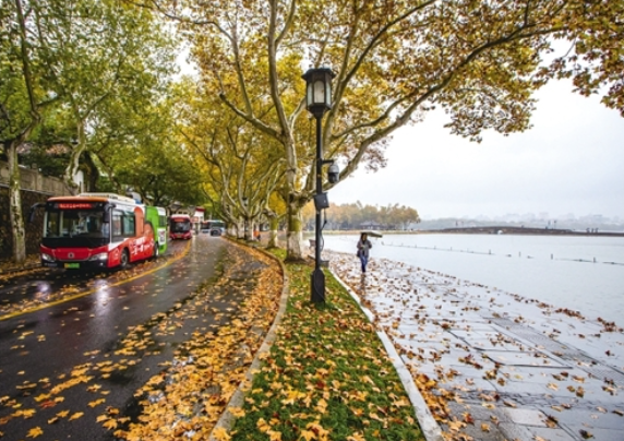 昨天,西湖边北山街落叶满地。记者 陈中秋 摄