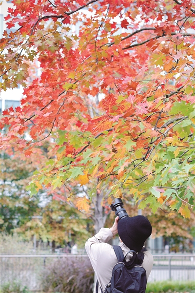 枫叶红了 记者 江玥 摄
