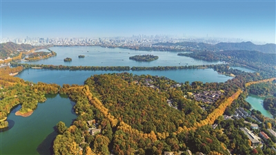 初冬时节的西湖边层林尽染,杨公堤上的悬铃木树叶泛黄,宛如一条金色腰带蜿蜒于湖畔。 记者 陈中秋 摄