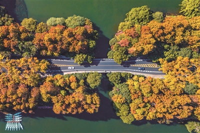 西湖杨公堤隐秀桥,各色树叶五彩斑斓。 记者 陈中秋 摄