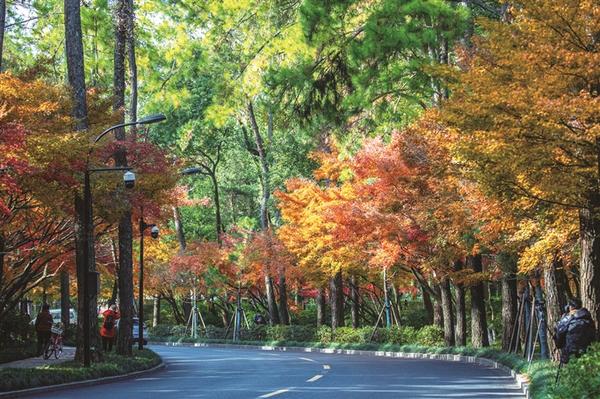 灵隐路“枫景” 记者 陈中秋 摄