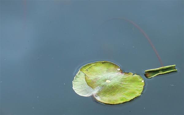 西湖里已经有荷叶冒出水面 记者 陈中秋 摄